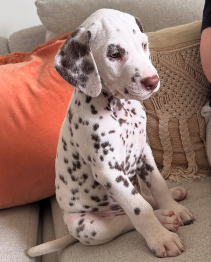 dalmatian puppies