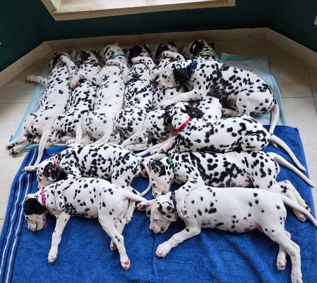 dalmatian puppies.