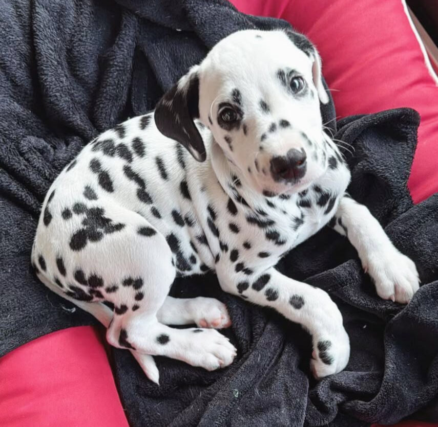 dalmatian felmale puppy