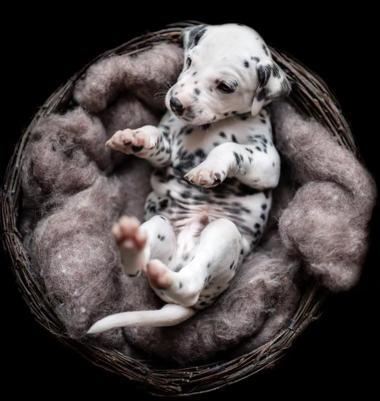 dalmatian puppy ,