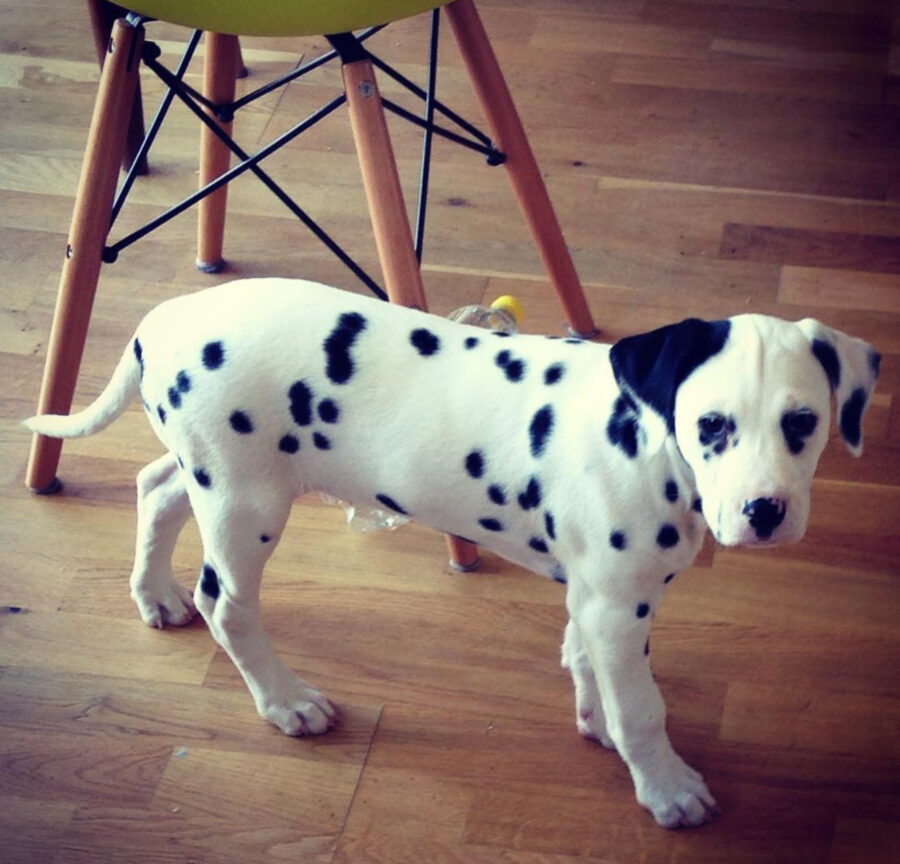 dlamatian healthy male puppy