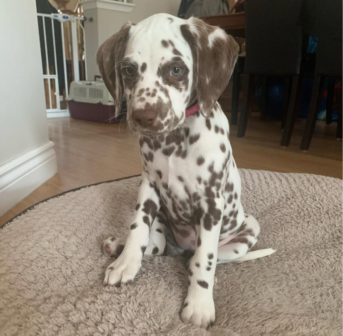 liver dalamatian puppy
