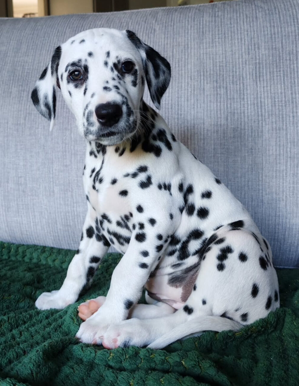 male dalmatian puppy
