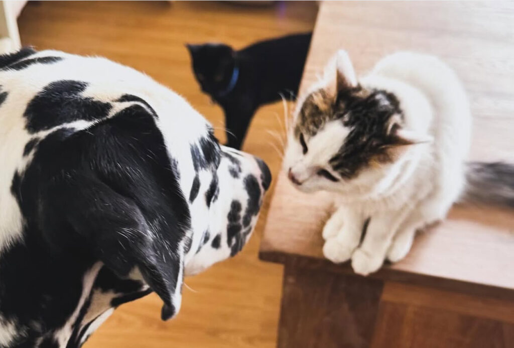 dalamtian playing with cat