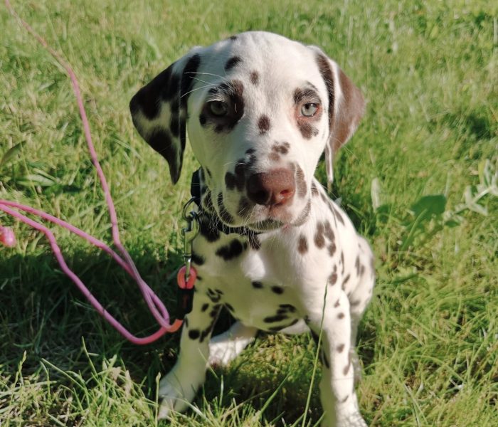 dalmatian puppies 2