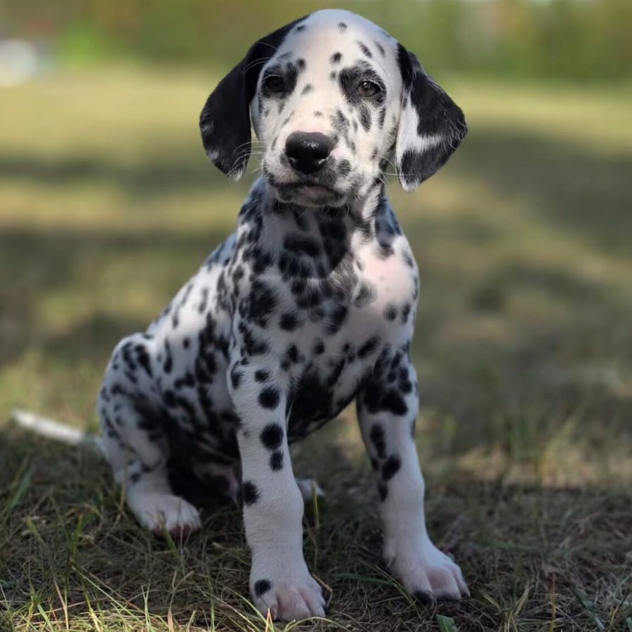 dalmatian puppy 1